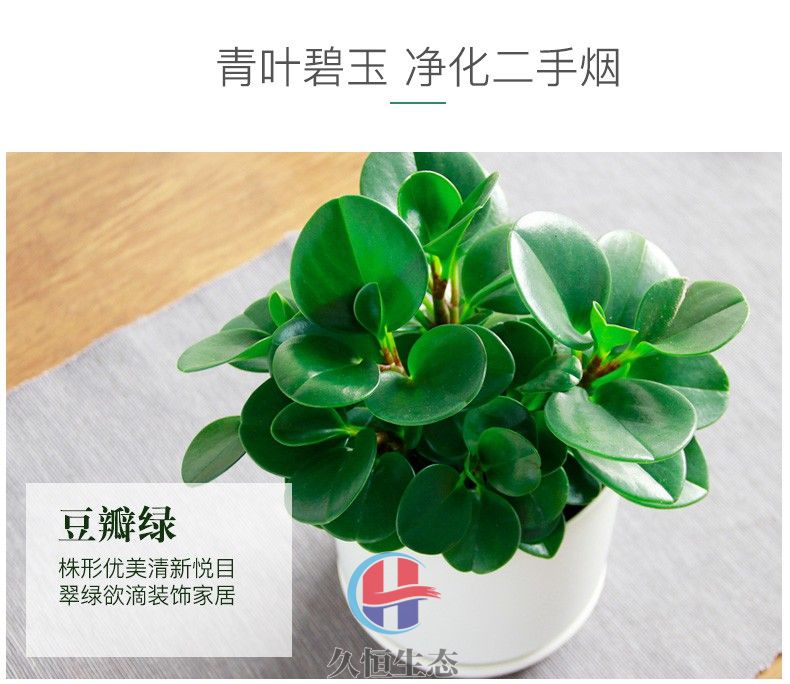 宁波慈溪豆瓣绿